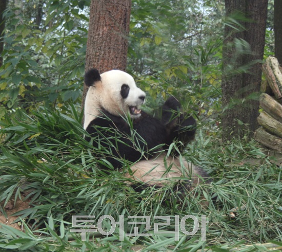 “사스·메르스·지진도 잘 이겨냈는데 ‘사드’로 발목”...판다의 고향 ‘쓰촨성’으로 오세요!