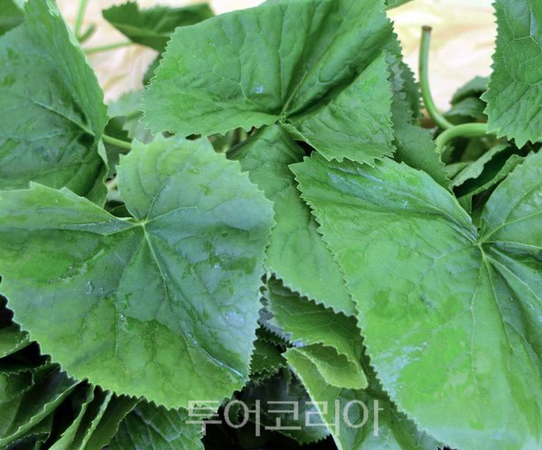 홍천산나물축제 취소...‘향긋한 산나물’ 온라인으로 구입하세요!
