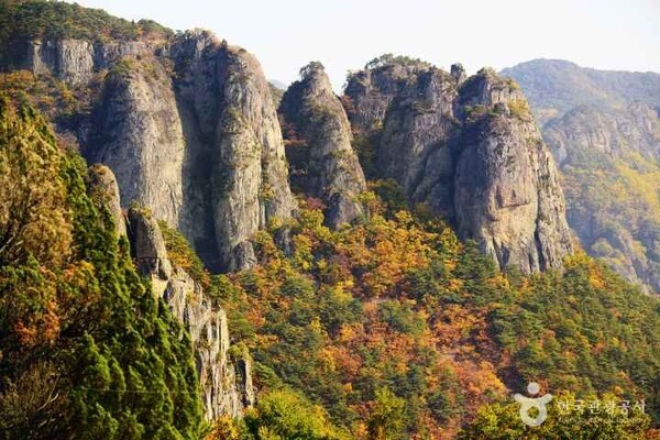 (주)본비코리아 이미지