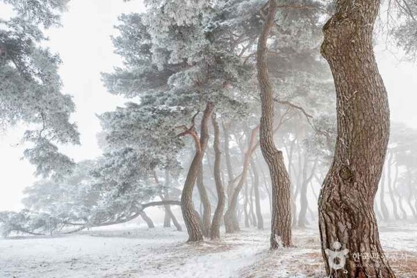 (주)본비코리아 이미지
