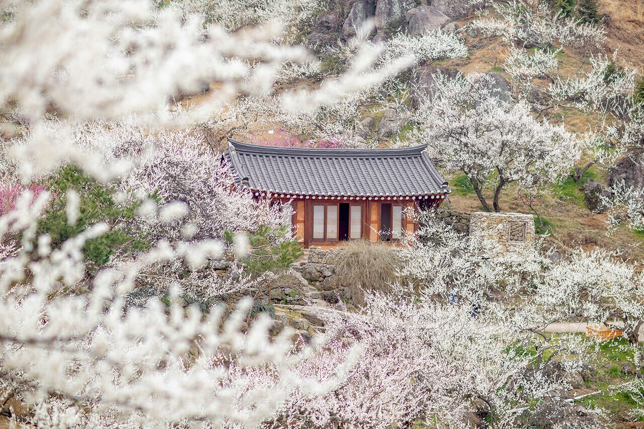 매화국제여행사 이미지