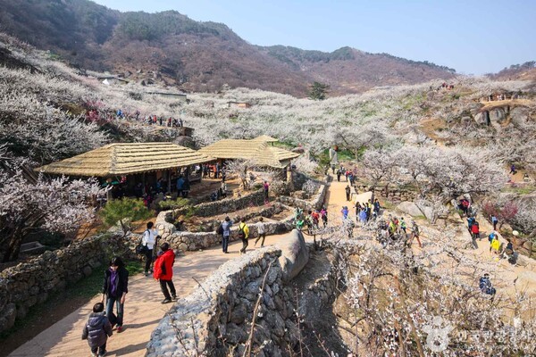 매화국제여행사 이미지