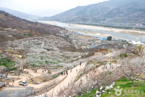 매화국제여행사 이미지