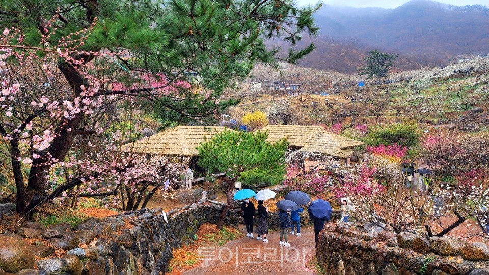 매화국제여행사 이미지