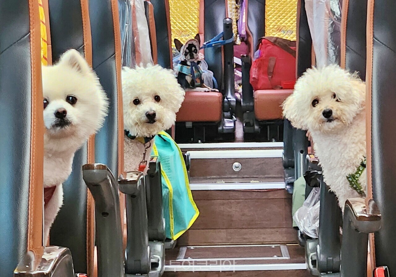 가자S.J 이미지
