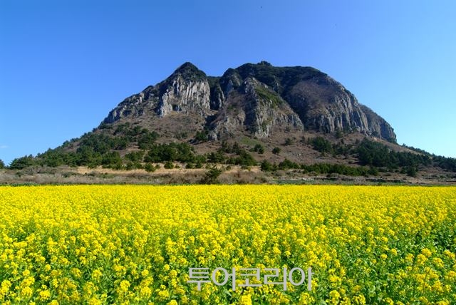 제주수다방 이미지