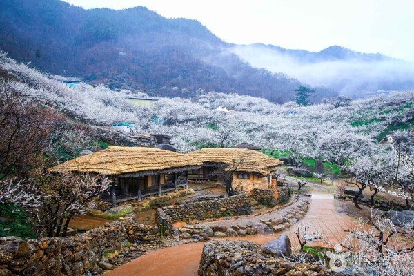 매화국제여행사 이미지
