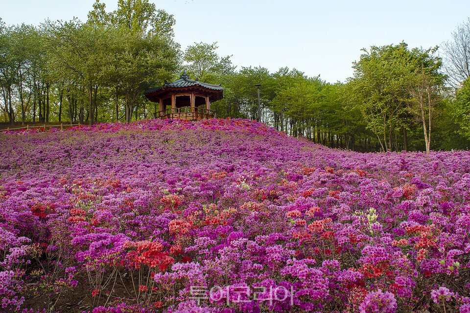 “봄꽃 낭만 여기에 감성 깨울 영화까지~”... 시흥에서 즐기는 당일치기 여행