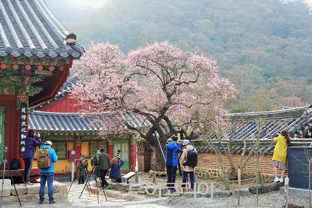 매화국제여행사 이미지