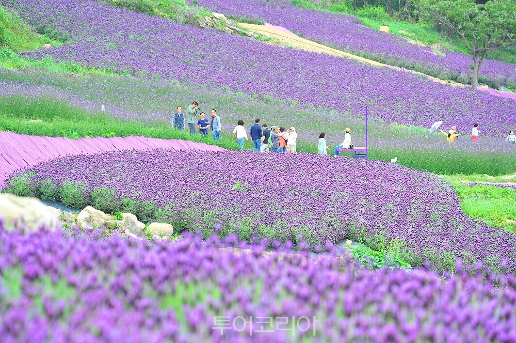 (주)퍼플미디어 이미지