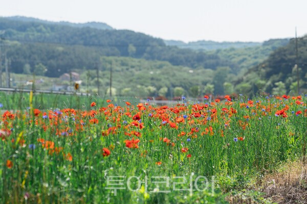 런여행사주 이미지