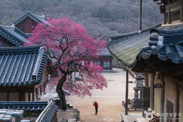 부산교통기사식당 이미지