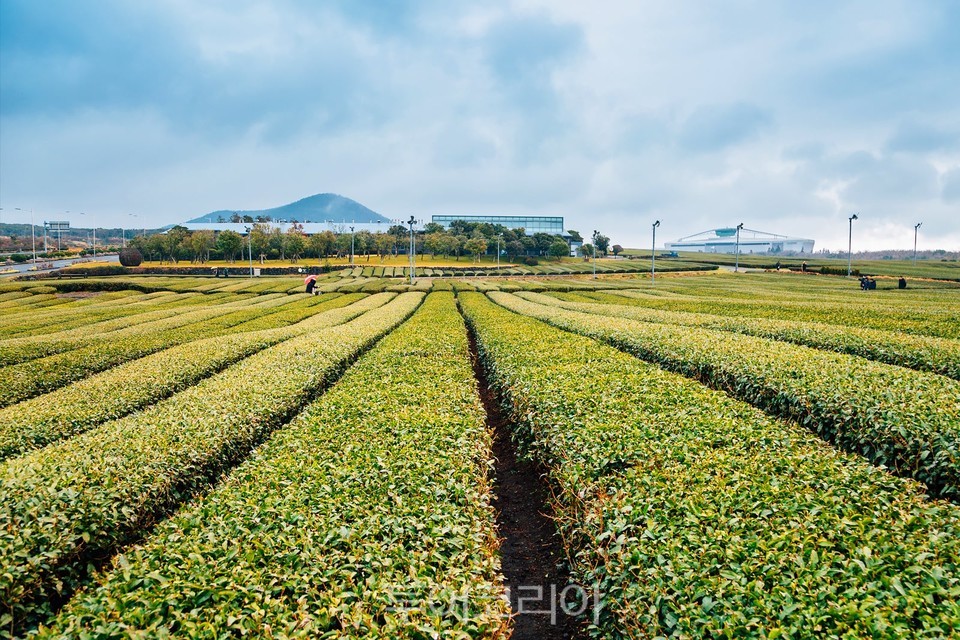 (주)현대항공여행사 이미지
