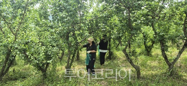 문경수정관광 이미지