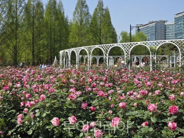 일산호수공원 장미원 모습/투어코리아뉴스 김경남 기자