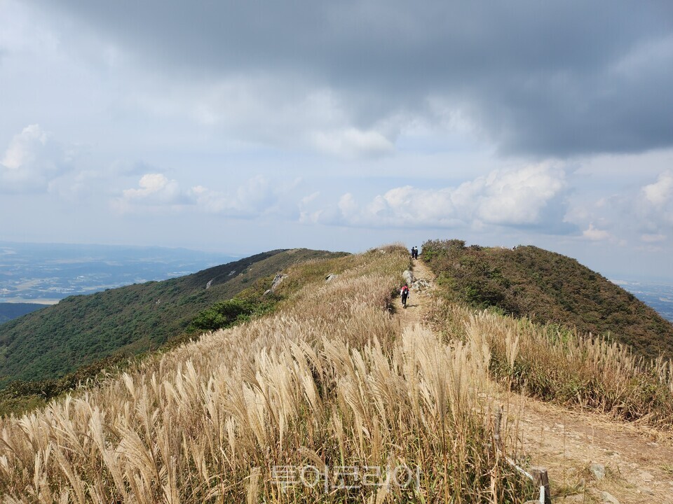 오서산 억새