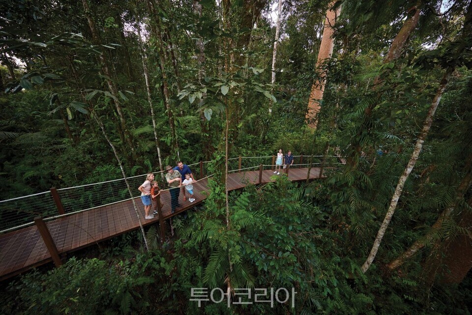 스카이레일 레인포레스트 케이블웨이/ 사진-호주 퀸즐랜드주 관광청