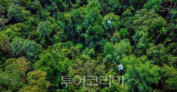 레인포레스트 전경/ 사진-호주 퀸즐랜드주 관광청