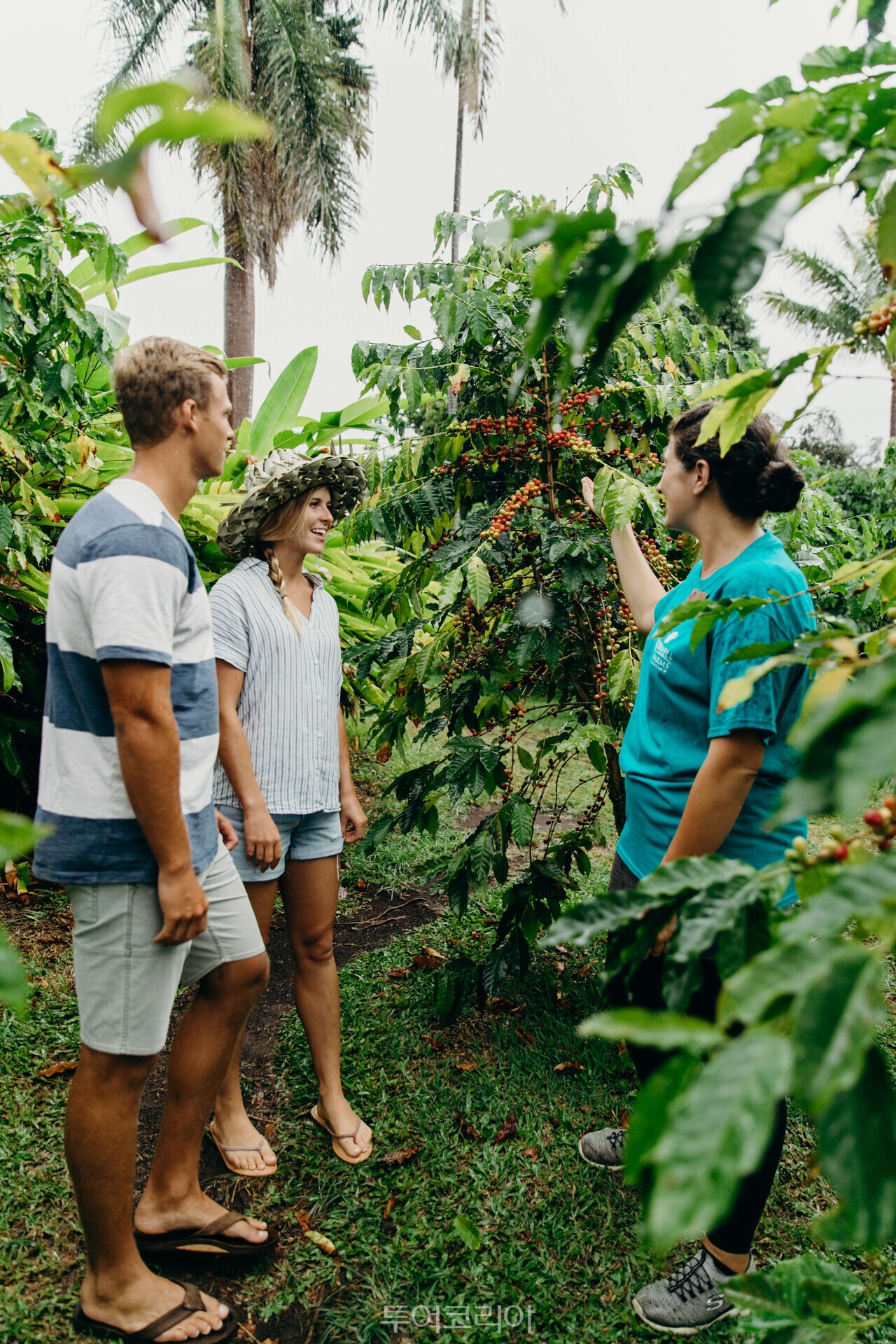 하와이 아일랜드 코나의 커피 농장에서 진행되는 투어. /사진 -하와이 관광청