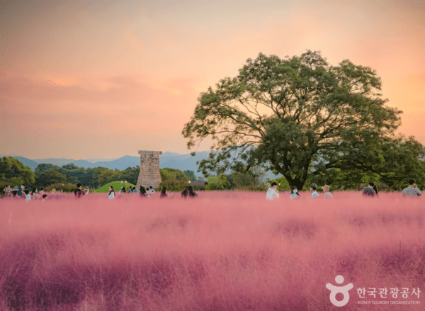 천년의 숨결 따라 걷는 경주 가을 여행, 황금빛 추억이 머무는 길 - 뉴스 썸네일 이미지