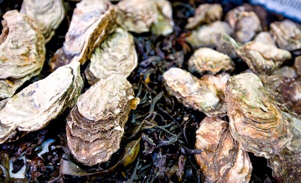 ▲입맛을 사로잡고 있는 천북 굴 모습.