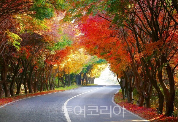 슬로시티 청산도 국화리 단풍길 전경. /사진-완도군