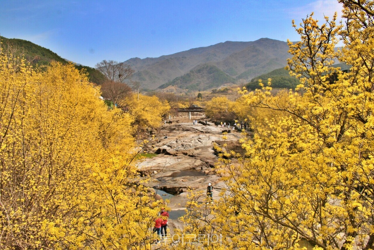 구례산수유꽃축제 /사진- 투어코리아