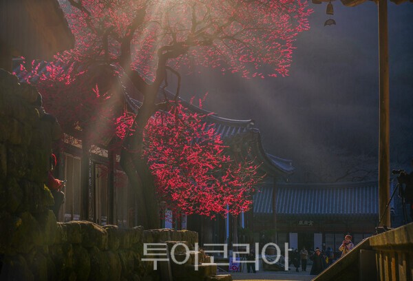 [포토] 천연기념물 '구례 화엄사 화엄매'...사진 콘테스트 접수 4월 5일까... - 뉴스 썸네일 이미지