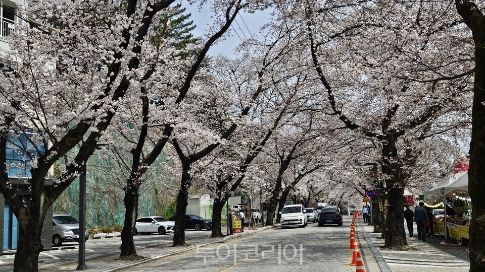 2026 계룡산 벚꽃 문화축제가 열리고 있는 학봉1리 동학사 입구 벚꽃길 터널./사진=유경훈 기자