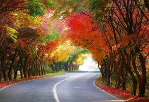 완도군, 슬로시티 청산도 '단풍길 소풍' 29일 개최